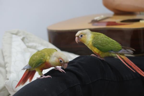 תוכי גרינצ'יק ראש אננס מתוק!!!!!!