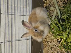 זוג ארנבים כולל כלוב חדש ומזון