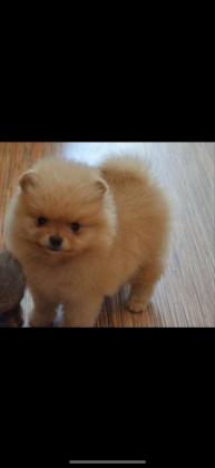 זכר ונקבה לבנים קרן ושלג מיוחדים ויפים