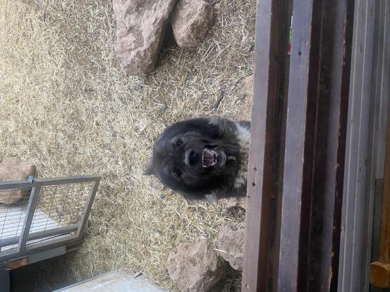 כלב שמירה מצויין עובד עם