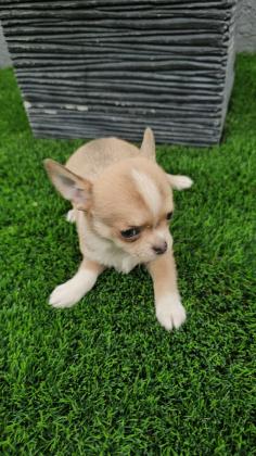 כלבים צ'יוואווה מכירה