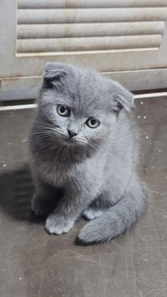 גור סקוטי פולד אחרון בני חודשיים