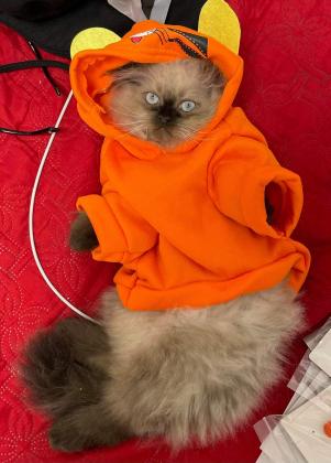 חתול הימלאיא לאימוץ או מסירה