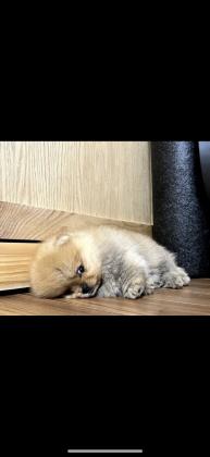 גור דובי מיוחד כולל חיסונים