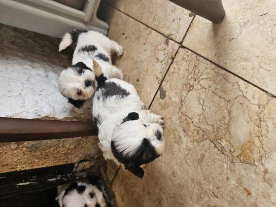 גורים נדירים