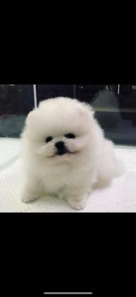 גורים פומרניין דובי מושלמים