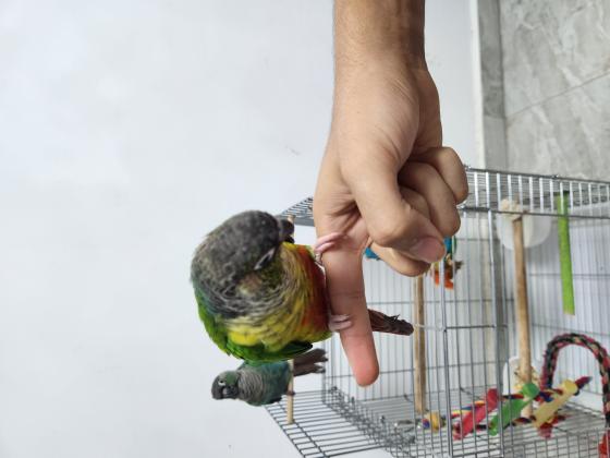 תוכים גרינציקים האכלת יד,חמודים במיוחד,מ...