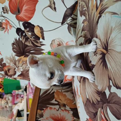 ציוואוה מהממים ראש תפוח אף