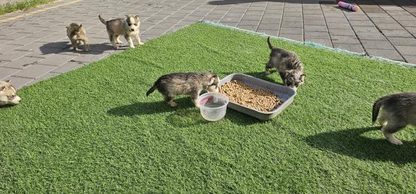 גורים יפים מאוד יש 7 זכרים ו 2 נקבות