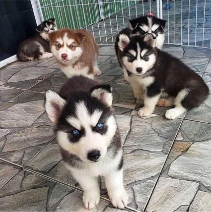 גורי האסקי סיבירי מקסימיםזהו גזע