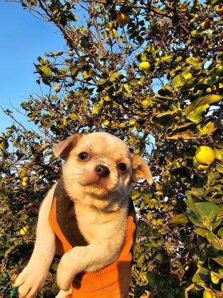 גור צ'יוואווה מושלמים יש גם
