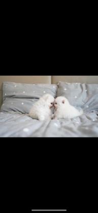 זכר ונקבה לבנים דובי יפים