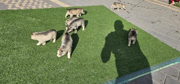 גורים יפים מאוד יש 7 זכרים ו 2 נקבות