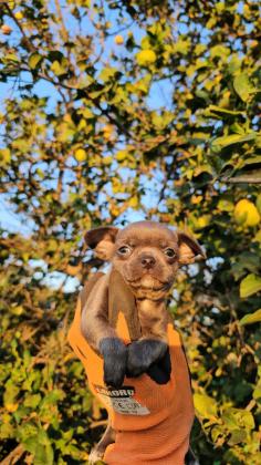 גור צ'יוואווה מושלמים יש גם