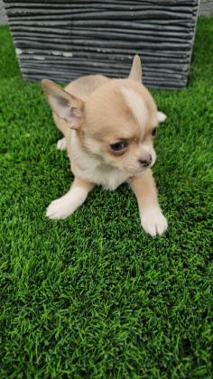 כלבים צ'יוואווה מכירה