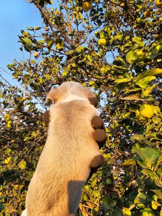גור צ'יוואווה מושלמים יש גם