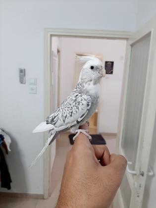 תוכי מסוג קוקטייל ,יפיוף צבע