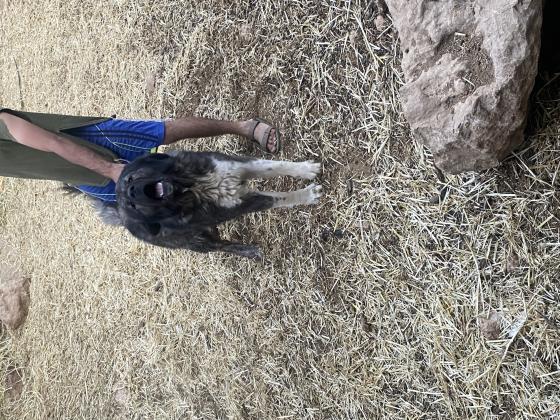 כלב שמירה מצויין עובד עם