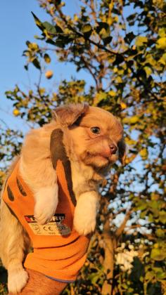 גור צ'יוואווה מושלמים יש גם