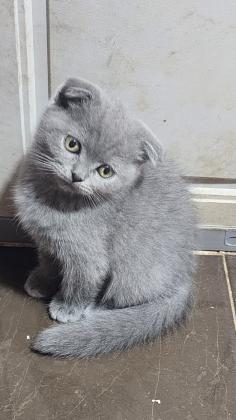 גור סקוטי פולד אחרון בני חודשיים