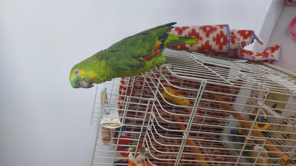 אמזונה מצח כחול בן 9