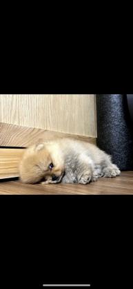 גור דובי מיוחד כולל חיסונים