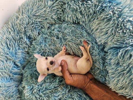 גור ציוואווה מושלם לאחר חיסון