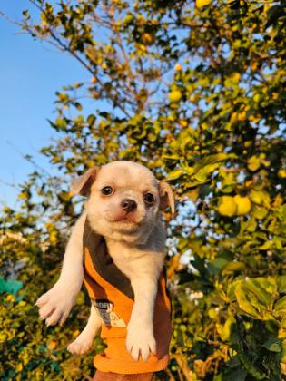 גור צ'יוואווה מושלמים יש גם