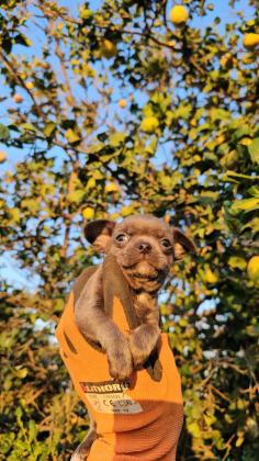 גור צ'יוואווה מושלמים יש גם