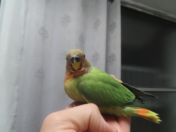 האכלת יד ראש וצואר ורוד