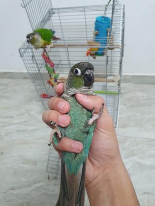 תוכים גרינציקים האכלת יד,חמודים במיוחד,מ...