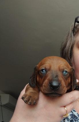 גורים של תחש סטנדרט