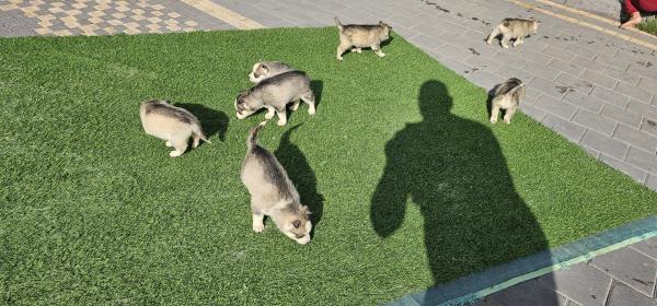 גורים יפים מאוד יש 7 זכרים ו 2 נקבות