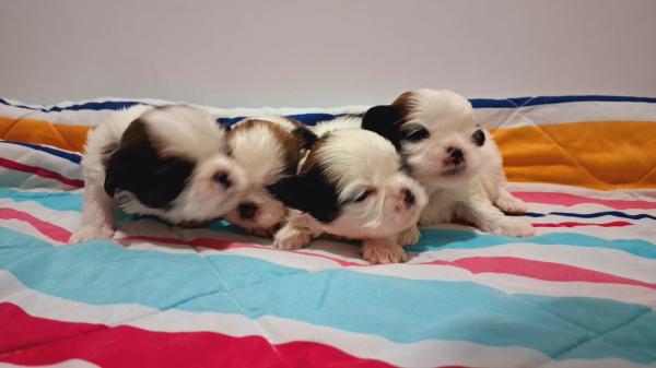 המלטה ביתית של גורי שיצו