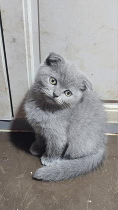 גור סקוטי פולד אחרון בני חודשיים