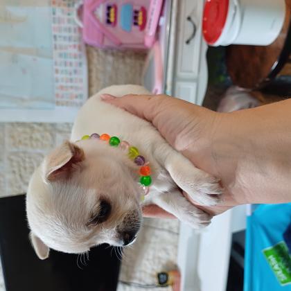 ציוואוה מהממים ראש תפוח אף