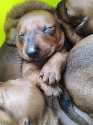 גורים של תחש סטנדרט