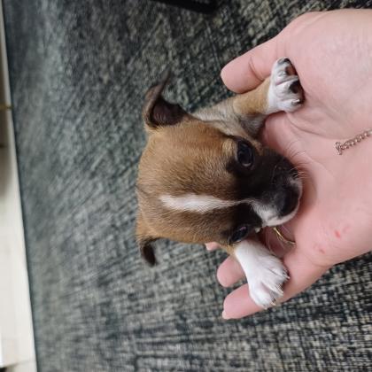 ציוואוה מהממים ראש תפוח אף