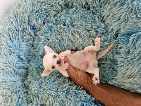 גור ציוואווה מושלם לאחר חיסון