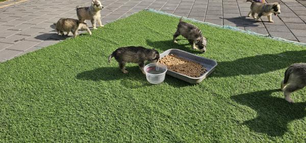 גורים יפים מאוד יש 7 זכרים ו 2 נקבות