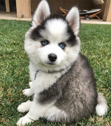 גורי האסקי סיבירי מקסימיםזהו גזע