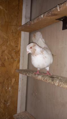 יונים פרסים לפרטים0509639134