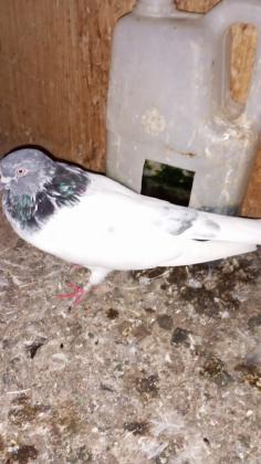 יונים פרסים לפרטים0509639134