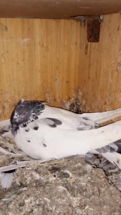 יונים פרסים לפרטים0509639134