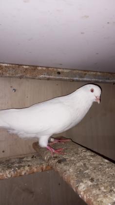 יונים פרסים לפרטים0509639134