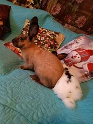 ארנב והארנבית בהריון