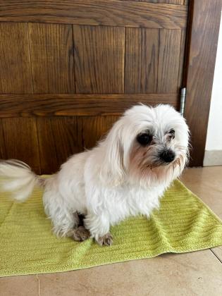 אצ׳י ❤️ מלטז ננסי בן 10 מחפש בית חם