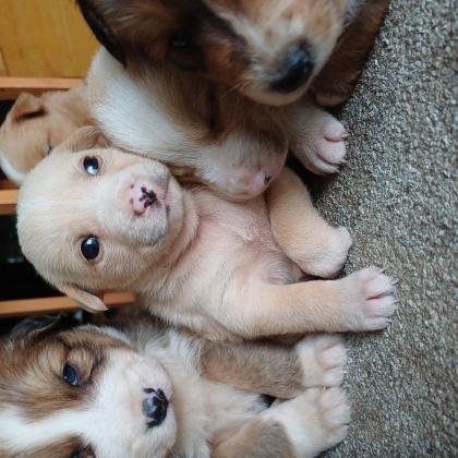 גורים זכרים ונקבות מעורבים, האמא