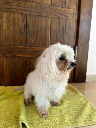 אצ׳י ❤️ מלטז ננסי בן 10 מחפש בית חם