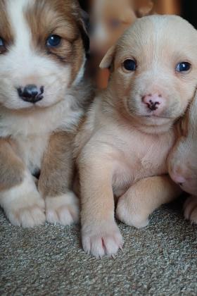 גורים זכרים ונקבות מעורבים, האמא